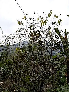 xuxulovezz online show from 8, 1, 2026