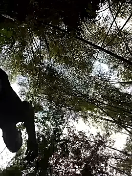 LucasGaeel online show from 5, 4, 2026