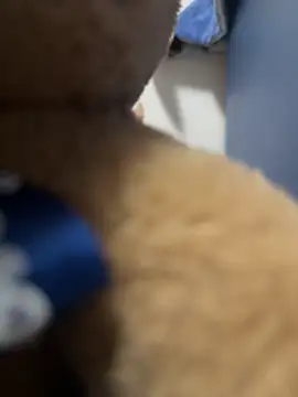 Italianofirenze online show from 5, 10, 2025