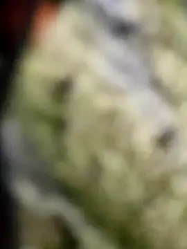 BIG DICK  BOY online show from 8, 10, 2025