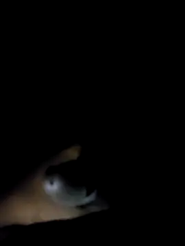 BIG DICK  BOY online show from 25, 9, 2025