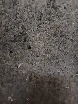 nagepalli online show from 14, 11, 2025