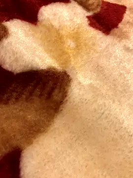 Lamarocainee online show from 5, 10, 2025