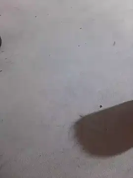 JuDilva8451 online show from 21, 11, 2025