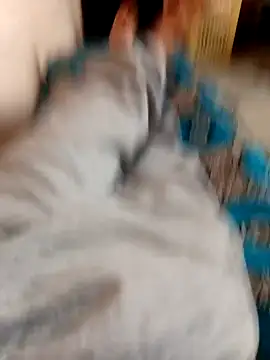 latarak321 online show from 12, 10, 2025