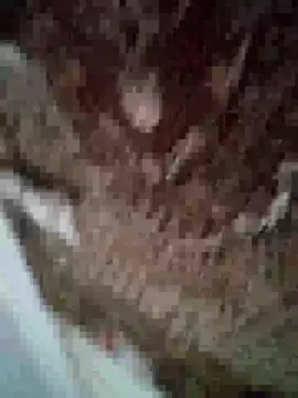 MilaCold5443 online show from 1, 12, 2025