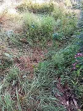 jerry-xx online show from 29, 10, 2025