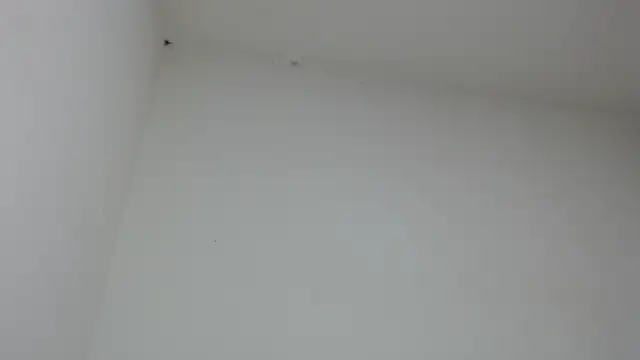 drako monster online show from 31, 1, 2026