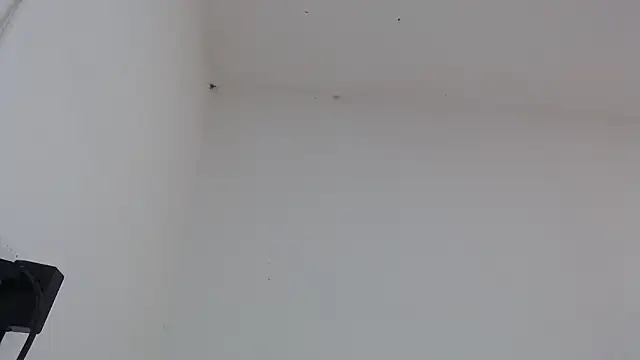 drako monster online show from 4, 2, 2026