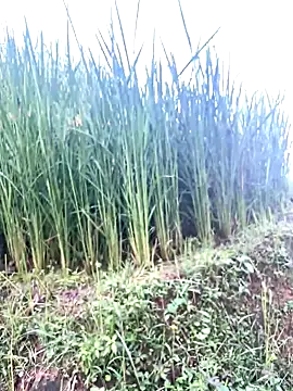 hi-hi-zz online show from 8, 10, 2025