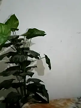 Jessica-03 online show from 6, 3, 2026