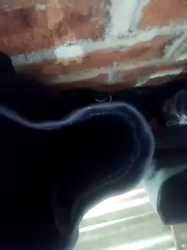 Rajni chauhan online show from 1, 11, 2025