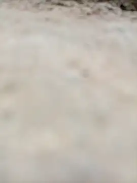 Rajni chauhan online show from 31, 10, 2025