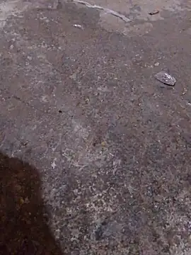 Orlao25cm online show from 16, 11, 2025