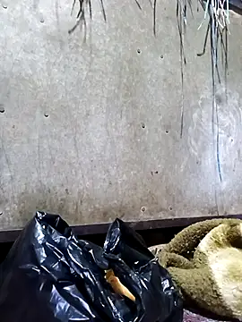 Hot cauple indian online show from 17, 2, 2026