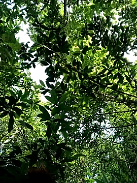 Bear bear0 online show from 28, 10, 2025