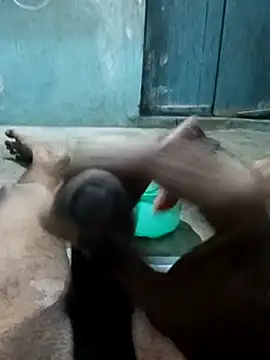 naveen 3222 online show from 25, 11, 2025