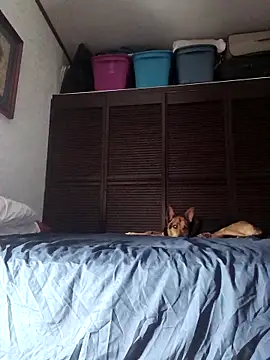 elargon dawn online show from 20, 11, 2025