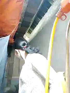 TRIEUTRIEU20 online show from 28, 10, 2025