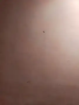 TuFlapito online show from 16, 11, 2025