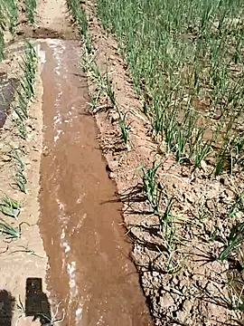 devil boy 0909 online show from 18, 3, 2026