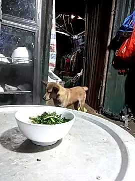 doggy-00 online show from 10, 6, 2026