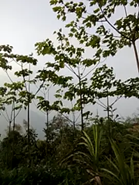 doggy-00 online show from 20, 3, 2026