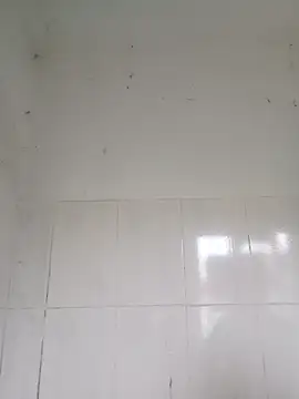 bella-la online show from 12, 2, 2026