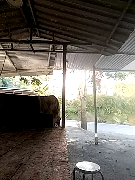 yoyo-mi online show from 27, 11, 2025