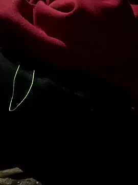 bi-bo123 online show from 9, 1, 2026