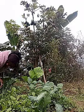 Alice-567 online show from 11, 1, 2026