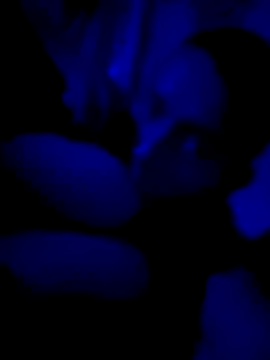 PitoDuroWuero online show from 12, 11, 2025