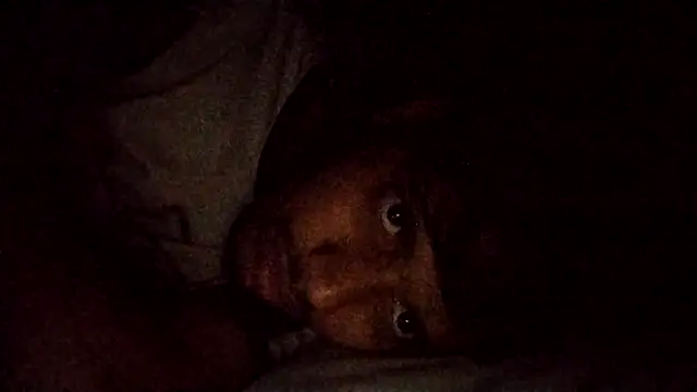 sageer097 online show from 13, 11, 2025