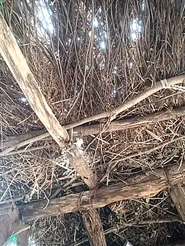 Chinki pande online show from 1, 12, 2025