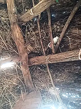 Chinki pande online show from 2, 12, 2025