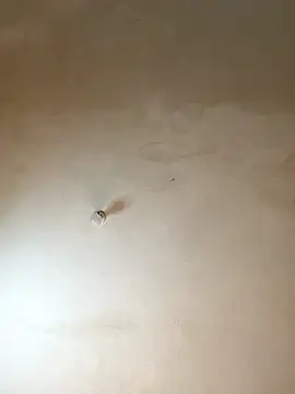 NiaLong21  online show from 17, 1, 2026