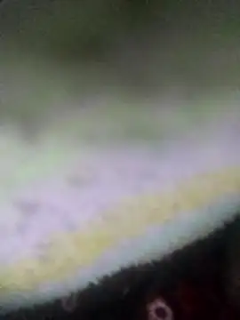 jacka 305 online show from 14, 1, 2026