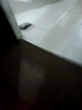 MonasticCanine online show from 10, 2, 2026