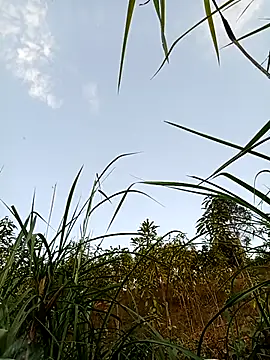 -Chua-90 online show from 21, 2, 2026