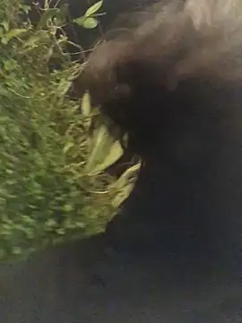 Trangbabylove online show from 25, 3, 2026