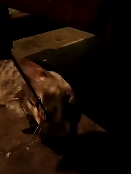 Adrian sxp online show from 18, 11, 2025