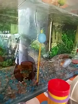 reynaafro93 online show from 18, 11, 2025