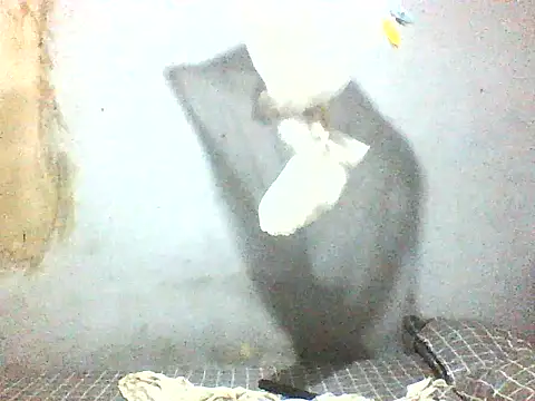 fuckdigg online show from 11, 1, 2026