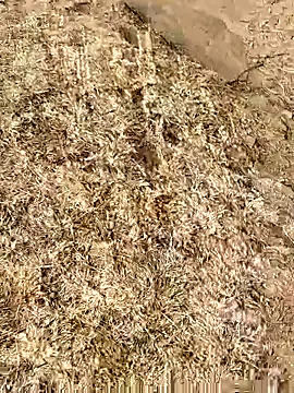 Meow buggie online show from 13, 1, 2026