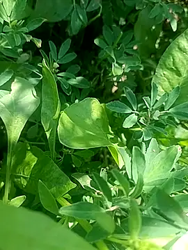 Sunenabhabh online show from 4, 3, 2026