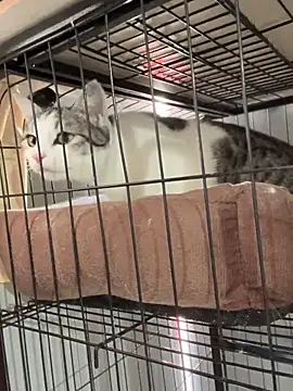 Toffee-00 online show from 26, 11, 2025