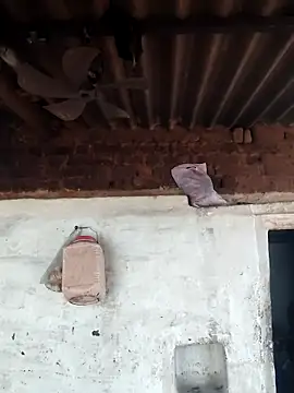 Babita Gori online show from 15, 4, 2026