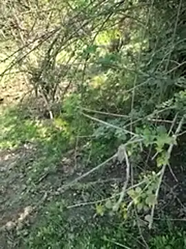 88zaifkhan88 online show from 2, 3, 2026