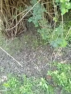 88zaifkhan88 online show from 2, 3, 2026