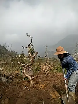 Alibabapi online show from 25, 3, 2026